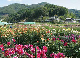 黒川ダリヤ園